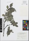 Foto von Salix glabra Scop.